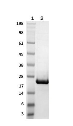 Lane 1: Molecular weight marker (SeeBlue Plus2)<br />Lane 2: HGPX1